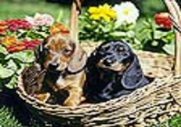 Vende-se filhotes de salcicha lindos da raça Dashchund o Cof