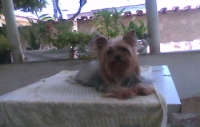 Yorkshire Belissima matriz Micro (31)8608-4621