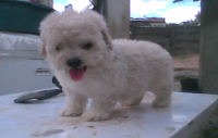 Poodle Toy , Belissimos filhotinhos disponiveis para venda